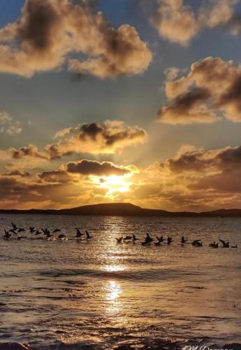 a group of birds in the water at sunset at Anchor’s Away in Letterkenny