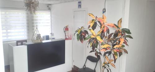 TV en una habitación con una planta en la pared en MI ESTANCIA HOSPEDAJE, en Cuenca