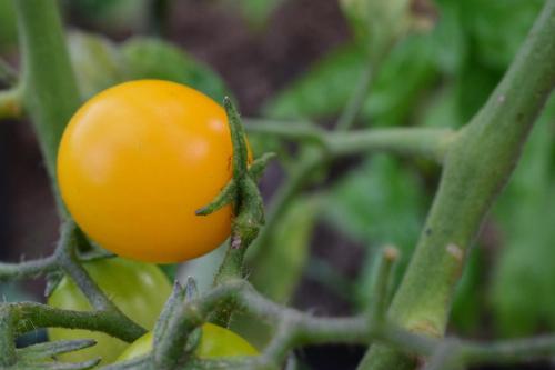 a yellow tomato is growing on a plant at Casa en Cabalango in Cavalango