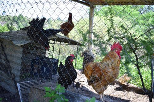 a group of chickens standing in a cage at Casa en Cabalango in Cavalango