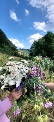a person holding a bunch of flowers in a field at Premium Apartments in Žabljak