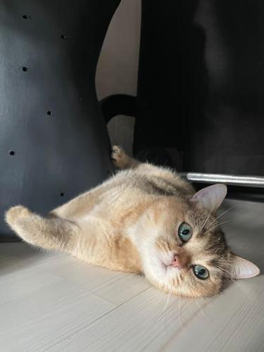 un gato tirado en el suelo sobre una mesa en The Room, en Karşıyaka