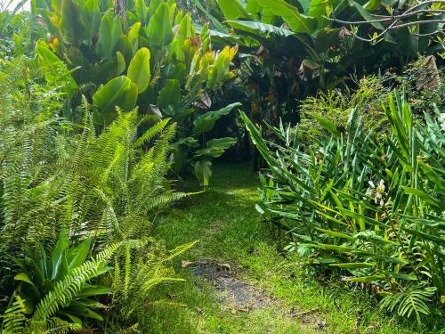 a garden with lush green plants and a path at Gingerhill Farm Retreat in Kealakekua