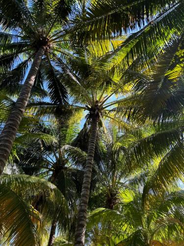 two palm trees with the sky in the background at Zomay Beachfront Holbox in Holbox Island