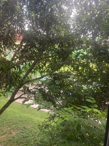 a branch of a tree with green leaves at Savenndra Resorts in Malwana