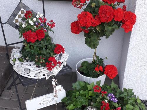 two pots of red geraniums on a wall at Ferienwohnung Gogelhopf EG in Unterschneidheim