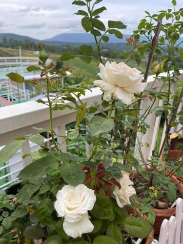 a group of white roses on a balcony at บ้านภูไผ่ ไร่ภูไผ่เบิกตะวัน in Ban Nam Phang