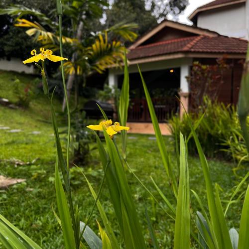 a group of yellow flowers in front of a house at ēRYA by SURIA Janda Baik in Bentong