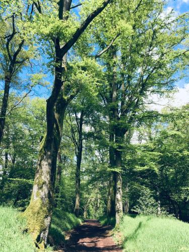 a dirt trail in a wooded area with trees at Gîte Le Sambre in Thuin