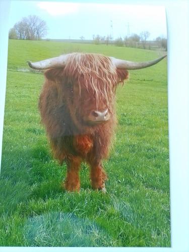 un toro marrón parado en un campo de hierba en Ferienwohnung Elisa, en Staig