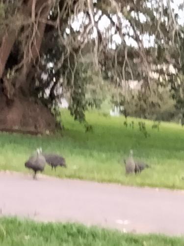 Tres avestruces caminando por un camino en un campo en Secret Sanctuary: Corner Cottage, en Pietermaritzburg
