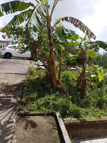 a palm tree and a white car in a parking lot at F1 studio Martinique in Quartier la Fleury Guiné