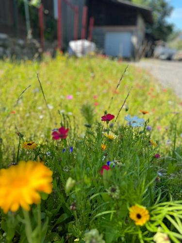 a field of flowers in front of a house at Dream Apartments in Hohenems