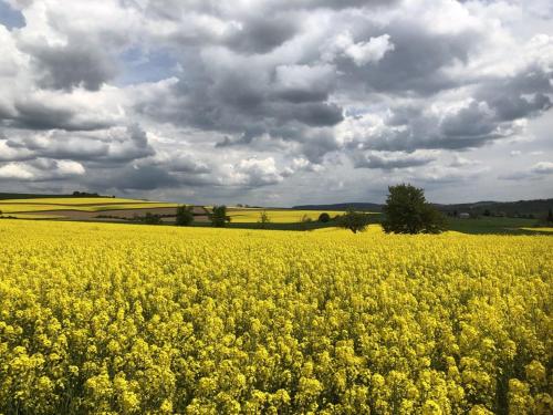 a yellow rapeseed field under a cloudy sky at Ferienwohnung auf dem Maifeld in Gappenach