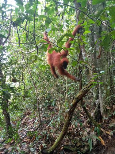 ホステルの敷地内または近くにいる動物