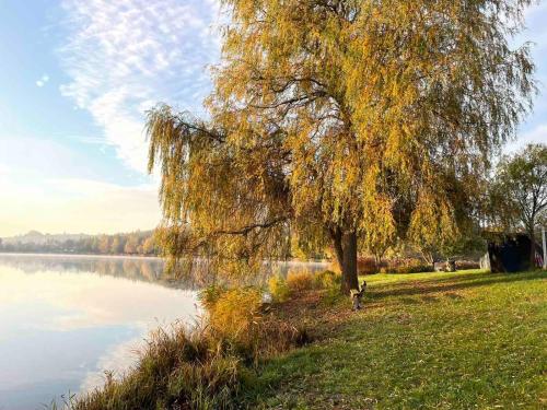 a weeping willow tree on the shore of a lake at Tó Kincse Vendégház in Kustánszeg