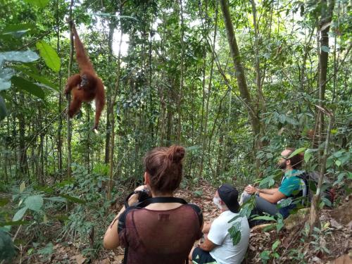 a group of people watching a monkey in the jungle at Jungle treking & Jungle Tour booking with us in Bukit Lawang