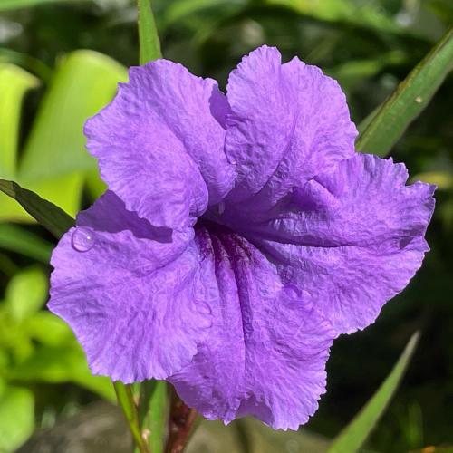 a purple flower with droplets of water on it at Shana by the Beach Manuel Antonio in Manuel Antonio