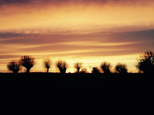 a group of trees on a field at sunset at Villa Verde Österlen in Glemminge