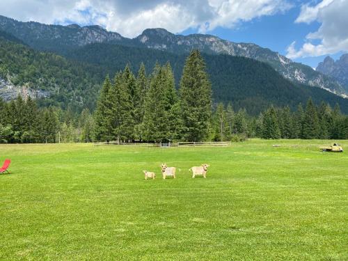 two animals standing in a field of green grass at Palazzo Cervesato Appartamento: Maria Luisa in Santo Stefano di Cadore