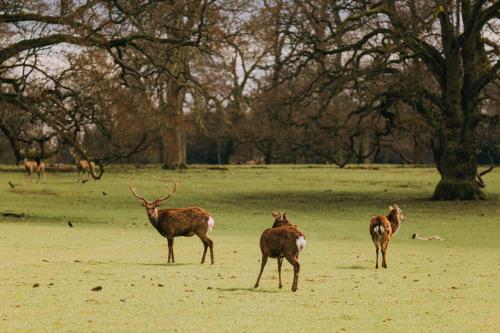 a group of deer standing in a field at The Woburn in Woburn