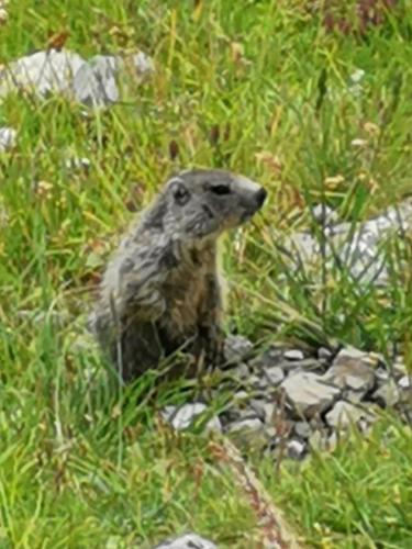 Photo de la galerie de l'établissement APPARTEMENT PIED DES PISTES SUPER SAUZE, à Enchastrayes