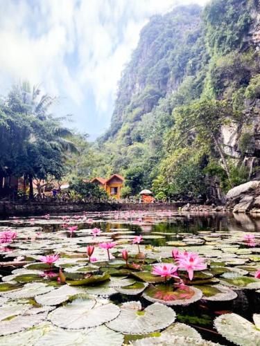 a bunch of pink water lilies in a lake at Tam Coc Rocky Bungalow in Ninh Binh