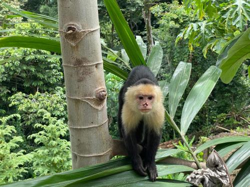 a monkey standing on the side of a tree at Shana by the Beach Manuel Antonio in Manuel Antonio