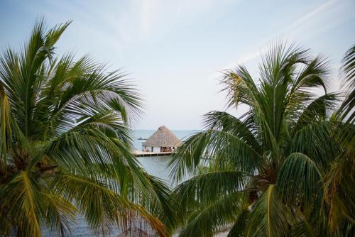 a group of palm trees in front of the ocean at Placencia Resort in Maya Beach