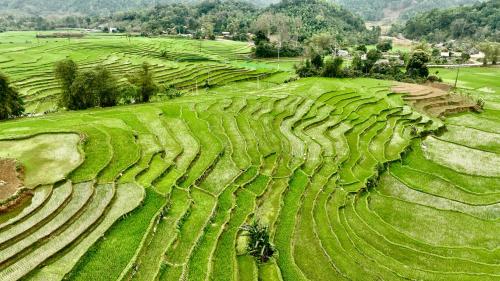 an aerial view of a field of green plants at Thavill Retreat HaGiang in Ha Giang