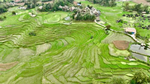 an overhead view of a field of green grass at Thavill Retreat HaGiang in Ha Giang