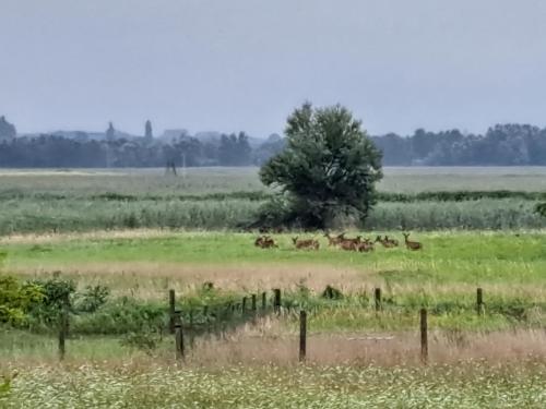 Animales en el departamento o alrededores
