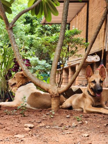 two dogs laying on the ground under a tree at Nebula Nest Cafe & Hostel in Auroville