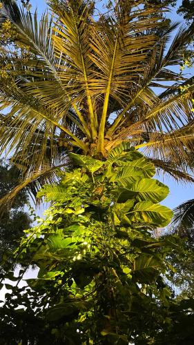 a palm tree with lots of green leaves at Atii Garden Bungalows in Nungwi