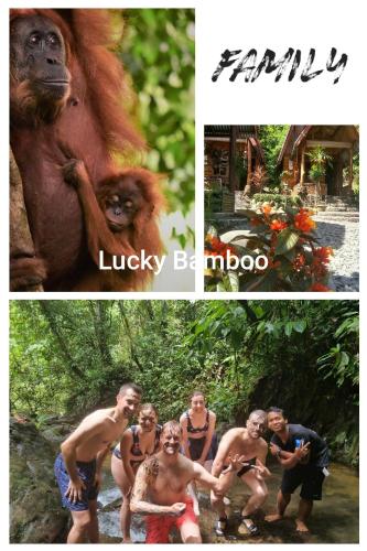 a collage of photos of a group of people and an ape at Lucky Bamboo'Bungalows-Resto and Orangutan Jungle Trekking Tours in Bukit Lawang