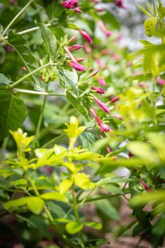 a group of plants with pink and yellow flowers at Villa La Roseraie in Vichy
