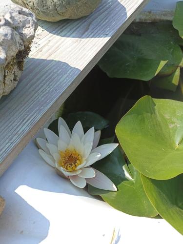 a white water lily sitting on the side of a stairs at La Bruyère - B & B - in Tréban