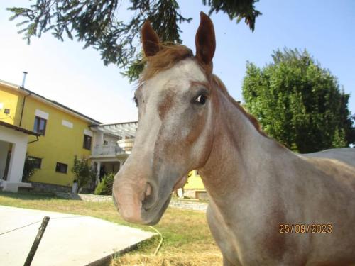 brązowy koń stojący w trawie blisko domu w obiekcie Avventura e Relax a Bagnasco 2 w mieście Bagnasco