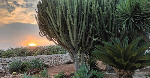 a large plant in a garden with the sunset in the background at Villa Chimera in Pachino