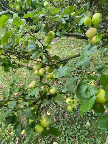 a bunch of apples growing on a tree at Ferienhaus mit Wasserblick auf der Insel Usedom in Krummin
