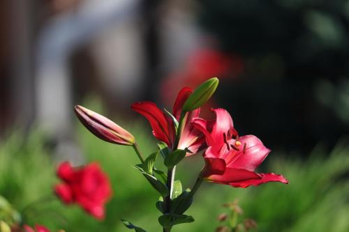 a red flower on a stem with red flowers at Casa Izvorul Rarăului in Câmpulung Moldovenesc
