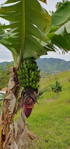a bunch of bananas hanging from a banana tree at Finca Buena Vista in Guatapé