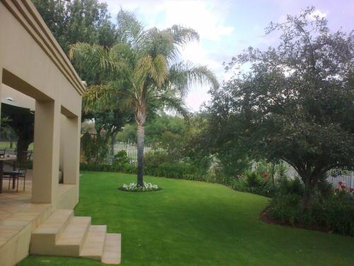 a palm tree in the middle of a yard at Bayswater Lodge in Bloemfontein