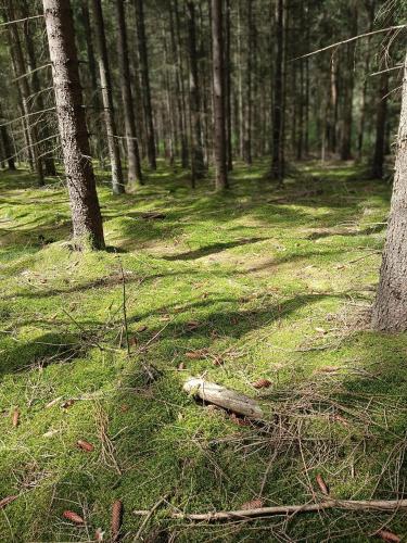 a log laying on the grass in a forest at Naturnahe Ferienwohnung in Ruthenbeck