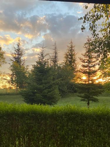 a group of pine trees in a field at sunset at Vacation house in Pravets golf resort At Pravets Lake in Pravets