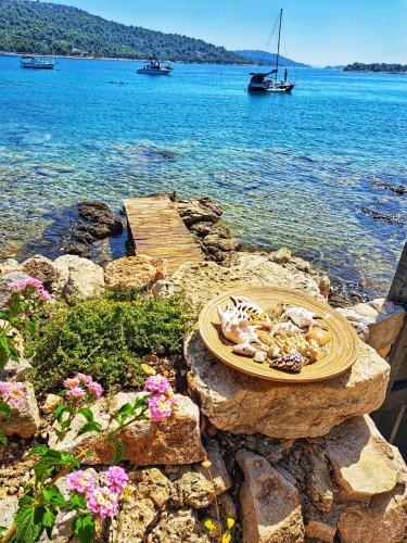 a plate of shells sitting on a rock near the water at 5D in Murter