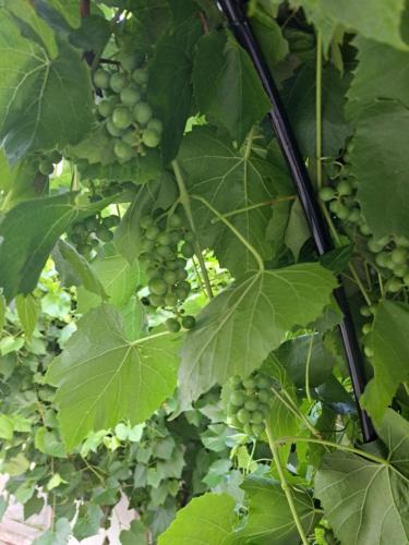 a bunch of green grapes hanging from a plant at Harmony in Farhult in Farhult