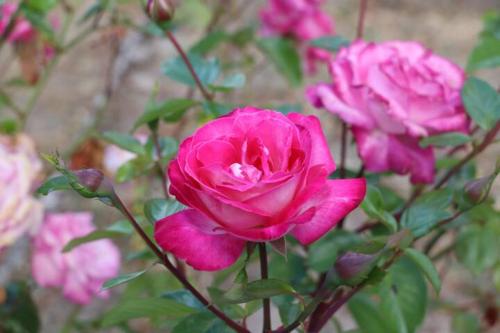 a group of pink roses in a garden at Vivenda Alju in Ourém