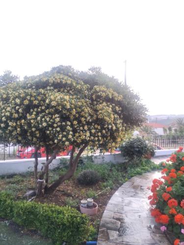 uma árvore coberta de flores num jardim em Vasila seaview em Tavari
