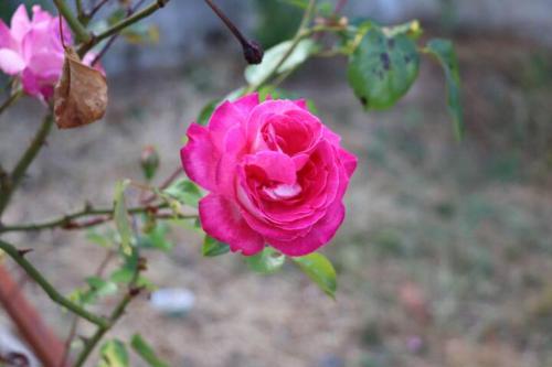 a pink rose is growing on a plant at Vivenda Alju in Ourém